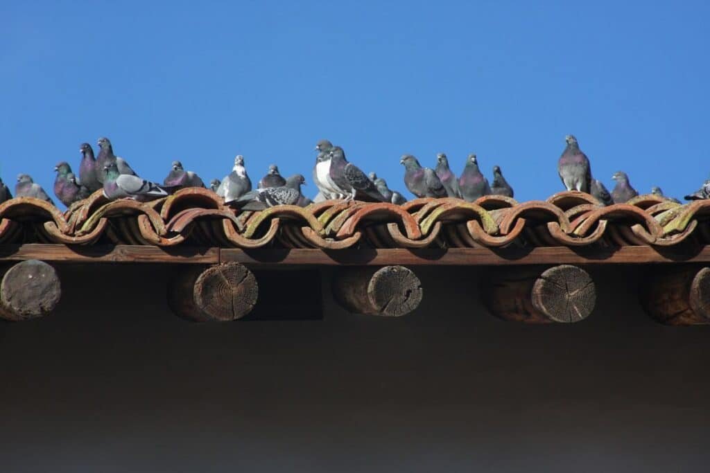 how to get rid of pigeons on roof